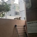 고상지전 「고상지의 반도네온 콘서트」 이미지