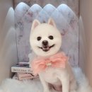 하니 그루밍( Hani Grooming) 이미지