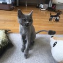 멍냥살롱 이미지