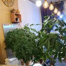 카페 율하보성 이미지