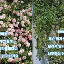 장미 세계일보