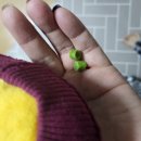 쁘니애견 이미지