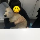 대학로동물병원 이미지