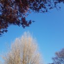 소동느티나무 이미지