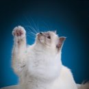 김해동물메디컬센터 이미지