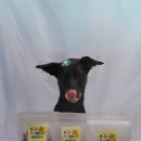 WALWAL(왈왈) 이미지