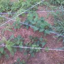 제갈농장 이미지