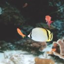 (유)바다렌트카 이미지