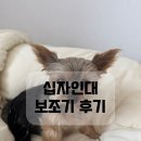 오앤피 | 펫츠오앤피 슬개골보호대 십자인대 부분파열 사용 후기