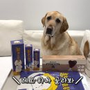 해밀유치원 | 해밀펫 강아지 샴푸 사용 후기 ~!대형견 리트리버도 사용해 보니 완전 만족 [블루투스 장난감,귀세정제...