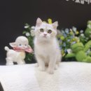 미니펫 강아지분양 고양이분양 수원점 이미지