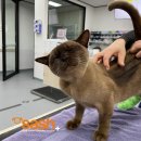 세탁기에 갇혀 55분…3000번 ‘찬물세례’ 버티고 생존한 고양이 “기적같은 일” 이미지