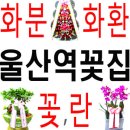 통뼈감자탕언양벚꽃길점 | ◆울산역꽃집 갤러리>삼남읍 신화리 울산역근처꽃집,감자탕집 고무나무 화분 꽃배달
