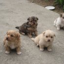 달강아지 이미지