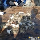 여수쭈꾸미 이미지