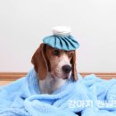 강아지 켄넬 이미지