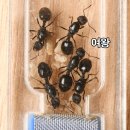 [학습多방]반려동물 수제간식 만들기 | 대전시 반려동물 교육: 짖음 교정 &amp; 수제간식 만들기 후기