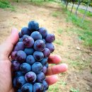 한울포도원 이미지