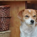 coco puppy 이미지