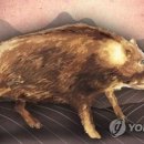 멧돼지공격으로 60대엽사 사망 이미지