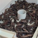 약용식물전문가과정 이미지