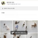 헬로멍뭉 이미지