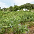 양평흑염소농장 이미지