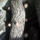 산골버섯 이미지