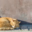 밥이보약 이미지