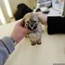 대구강아지분양 퍼피얌 이미지