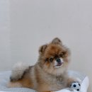 범어애견 이미지