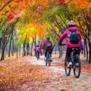 중국단풍길 이미지