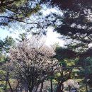 차령펠리스