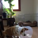 개포별빛동물병원 이미지