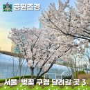 남산타운어린이도서관 | 서울 4월 현재 벚꽃 구경 달려갈 곳 : 정독도서관 남산하늘숲길 DDP