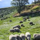 평화목장2 이미지