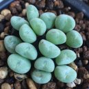 코노코노 이미지