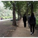 노을공원가로수길 이미지