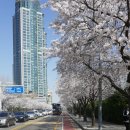 서울 여의도 벚꽃축제 이미지