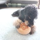 오키독키 이미지