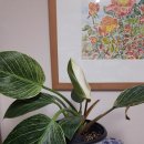 필로덴드론 버킨 (Philodendron Birkin) 이미지