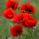 아지랑이 이미지