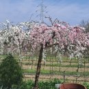 24년 봄꽃 관목ㆍ과수 이미지