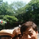 하동솔잎돼지 이미지