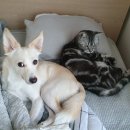 펫코노미 이미지