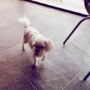 아이러브퍼피 이미지