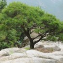 2022년 6월 19일 삼성산 식물들(큰까치수염, 맑은대쑥, 작살나무, 청가시덩굴, 노루발,소나무, 노간주나무, 털중나리 이미지