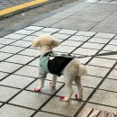 힐더독 | [서울대입구역 강아지유치원] 힐더독 애견 유치원, 애견 호텔, 중소형견 전문 데이케어센터 / 네스트...