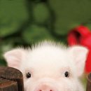 예쁜돼지 이미지