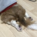 몽팸 | 몽구의 소래동물병원에서 췌장염 치료 후기와 마지막 이야기